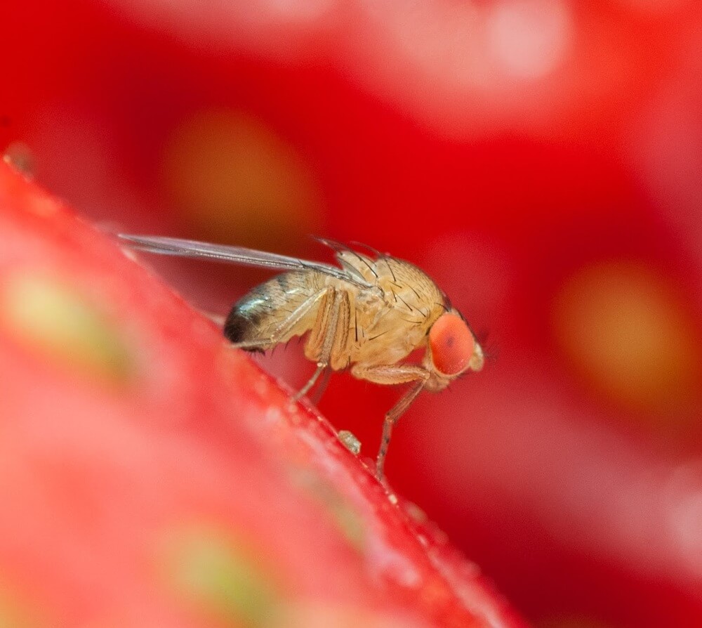 Buen augurio Control biológico de Drosophila suzukii mediante la